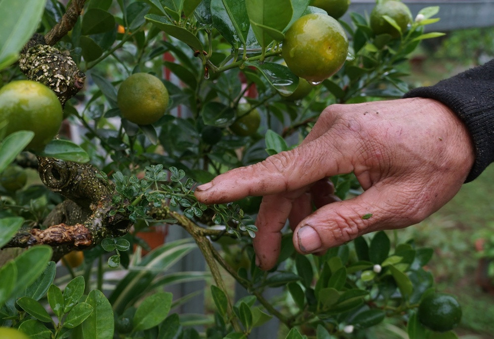 Lá cần thăng, lá quất xen lẫn nhau vô cùng lạ mắt, khiến nhiều khách hàng thích thú. Ảnh: Đời sống &amp; pháp lý.