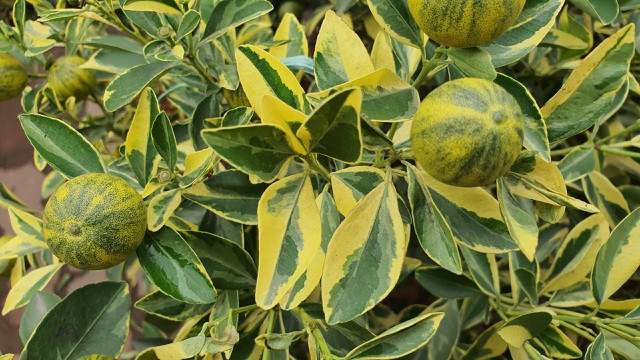 Đặc điểm của loại quất này là lá cây có những đường kẻ vàng mang lại may mắn. Ảnh: Dân trí.