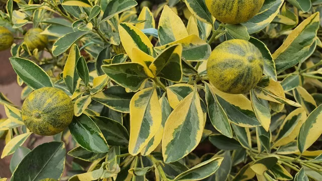 Đặc điểm của loại quất này là lá cây có những đường kẻ vàng mang lại may mắn. Ảnh: Dân trí.