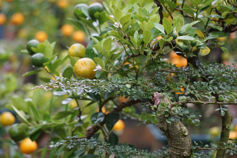 Phải mất ít nhất 3 năm, nhà vườn mới tạo thành một cây quất thăng tiến hoàn thiện. Ảnh: Đời sống &amp; pháp lý.