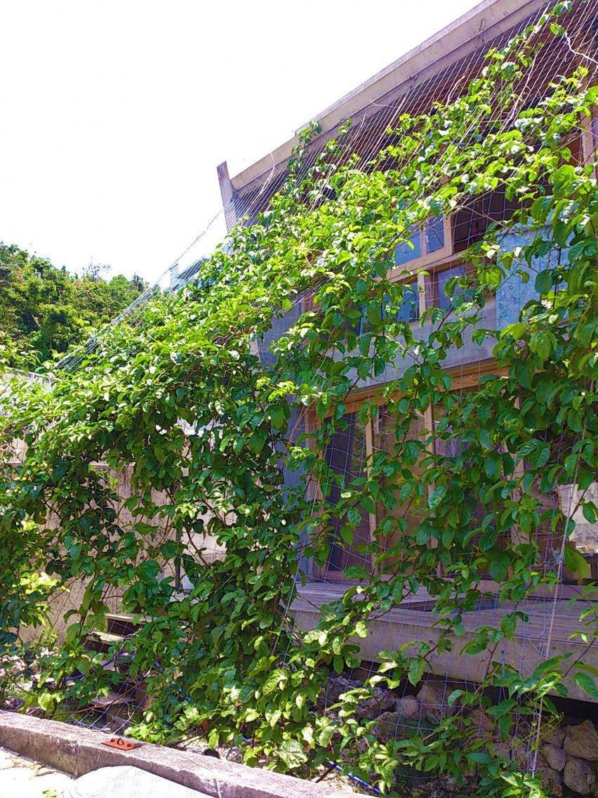 Để đối phó với cái nắng gay gắt, ngôi nhà được sử dụng lưới cây với những cây thân leo giăng phủ kín từ mặt đất lên đến mái.