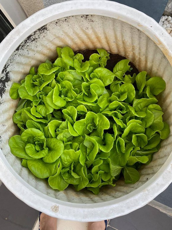 Rau nào cũng đều xanh tốt, non mơn mởn.