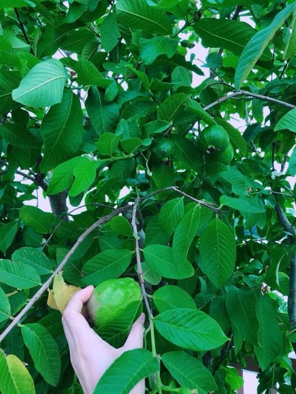 Hoa hậu Phương Lê tiết lộ, hầu hết những cây ăn quả như cóc, ổi, xoài... được cô bứng cả gốc từ quê nhà ở Trà Vinh lên Sài Gòn trồng.