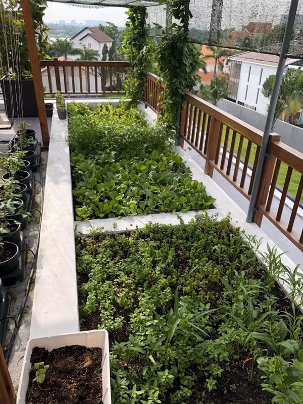 Phương Lê trồng rau và cây xanh ở mọi khoảng trống trên sân thượng, quanh vườn nhà. Nguồn ảnh: FBNV.
