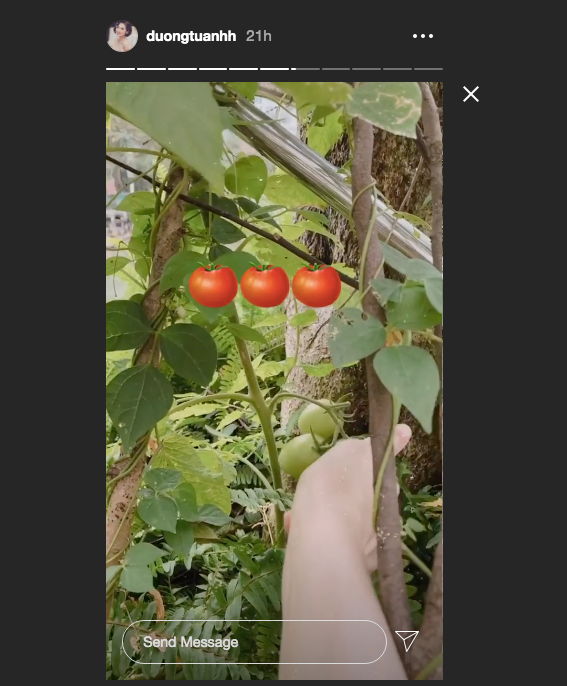 Á hậu Việt Nam 2014 còn tranh thủ trồng cà chua.