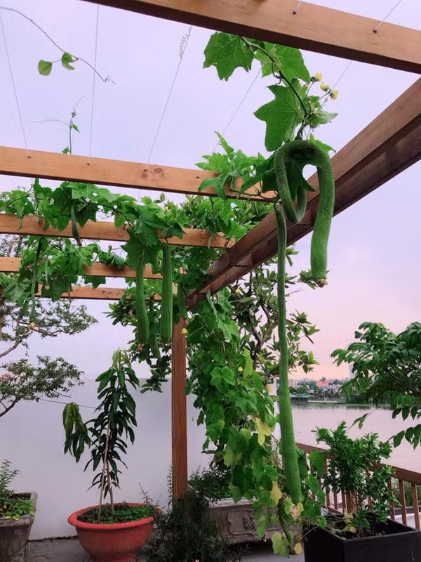 Giàn mướp hương nhà hoa hậu khiến nhiều người bất ngờ vì có những quả dài cả mét.