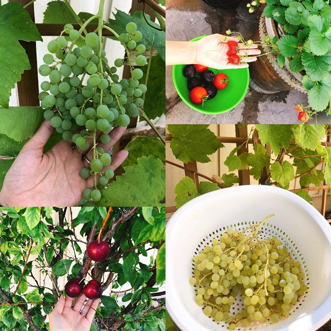 Phạm Hương trồng một số loại rau, quả, thi thoảng được thu hoạch sản phẩm cây nhà lá vườn.