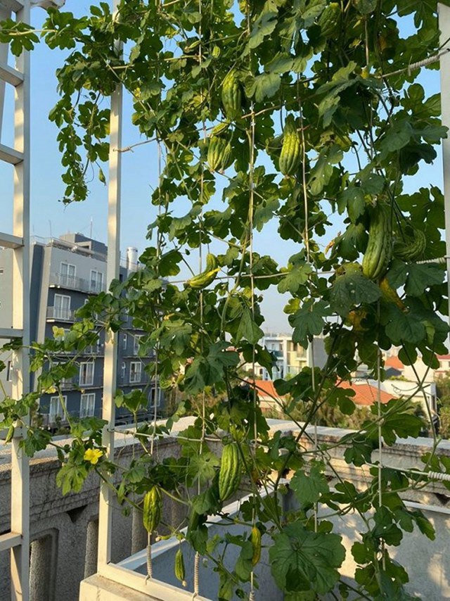 Giáng My cho biết trong vườn nhà chị có hơn 10 loại rau.