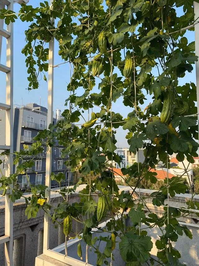 Giáng My cho biết trong vườn nhà chị có hơn 10 loại rau.