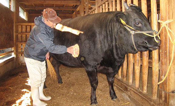 Nếu như bò bình thường chỉ được nuôi trong khoảng 600 ngày thì bò Matsusaka có số ngày nuôi lên đến trên 900 ngày.