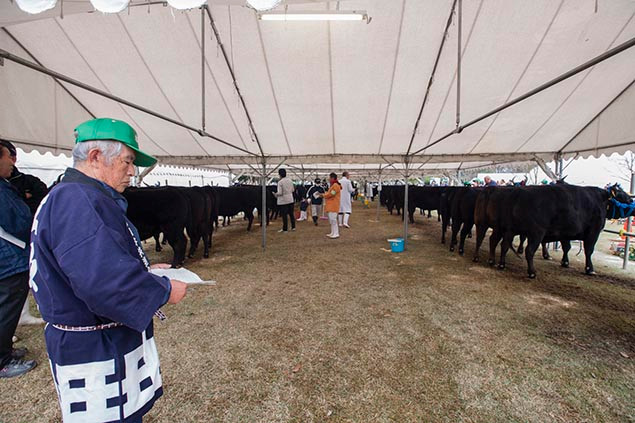 Bò được lựa chọn phải là bò cái chưa sinh sản lần nào để giữ cho thịt nhiều dinh dưỡng nhất. Ngoài chế độ ăn kỹ lương, bò Matsusaka còn được cho uống bia với mục đích tránh hiện tượng chán ăn thường xảy ra vào cuối kỳ chăn nuôi. Nguồn ảnh: QQ, Getty Image.