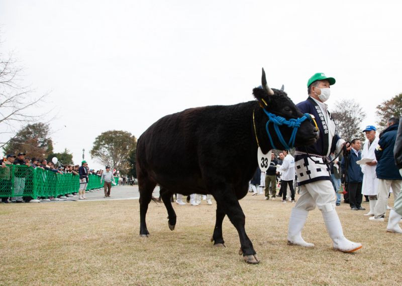Thịt bò Matsusaka đắt đỏ không chỉ bởi hiếm mà chúng còn được chăn nuôi, chăm sóc kỹ lưỡng.
