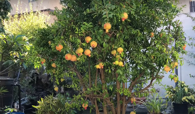 Cây lựu sai trĩu quả.