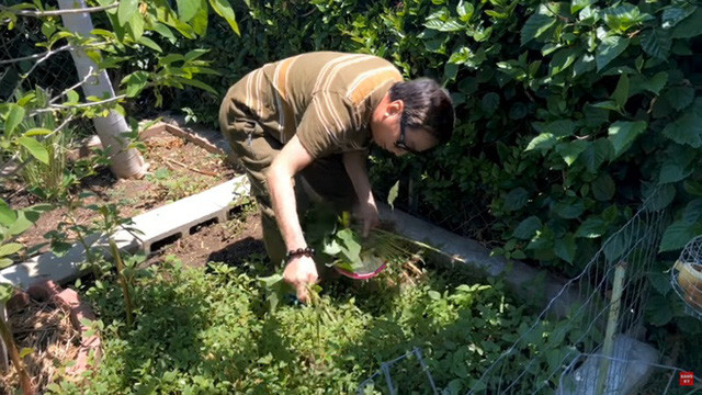 Ngoài cây ăn trái, Trường Vũ còn trồng các loại rau thuần Việt như rau răm, rau má, rau dền, sả, tía tô, lá lốt, càng cua, diếp cá, húng quế, cần nước...