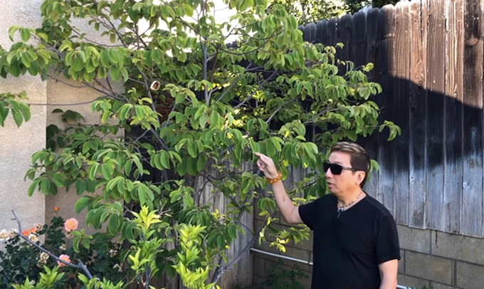 Gia đình ca sĩ Trường Vũ trồng các loại cây ăn trái tại sân trước và sân sau nhà.