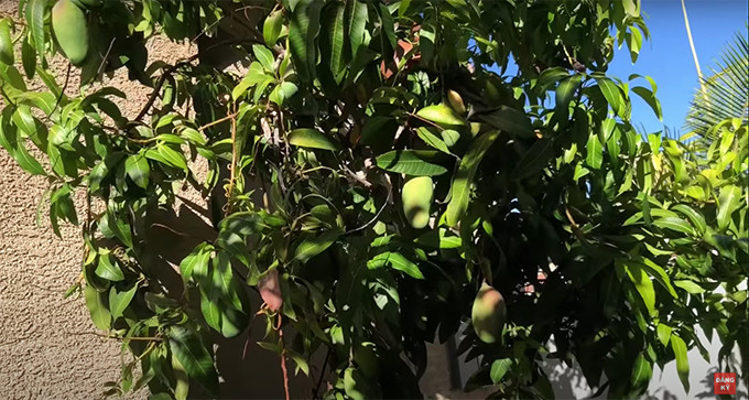 Ở lối dẫn vào sân sau nhà, ca sĩ Trường Vũ trồng cây xoài cho trái chín thơm lừng.