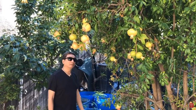 Đáng chú ý, nhiều cây trong vườn nhà Trường Vũ có tuổi đời khoảng 20 năm.