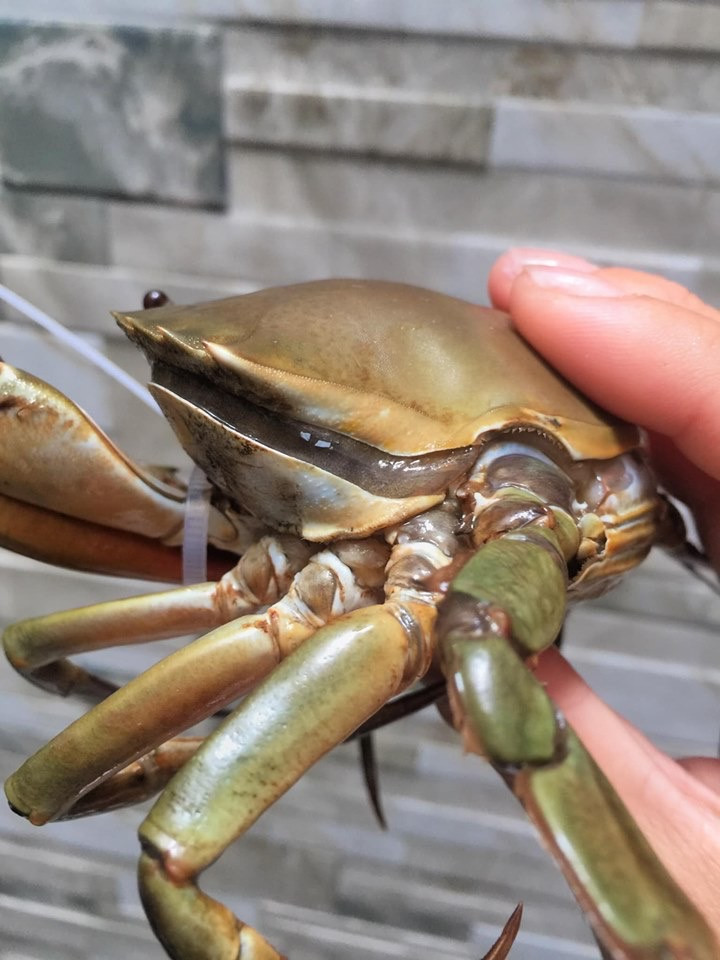 Một lý do nữa khiến cua cốm có số lượng hiếm là rất khó đánh bắt. Trong thời gian chờ lột vỏ, cua cốm hầu như không hoạt động, chỉ ở trong hang. Ảnh: Dân Việt.