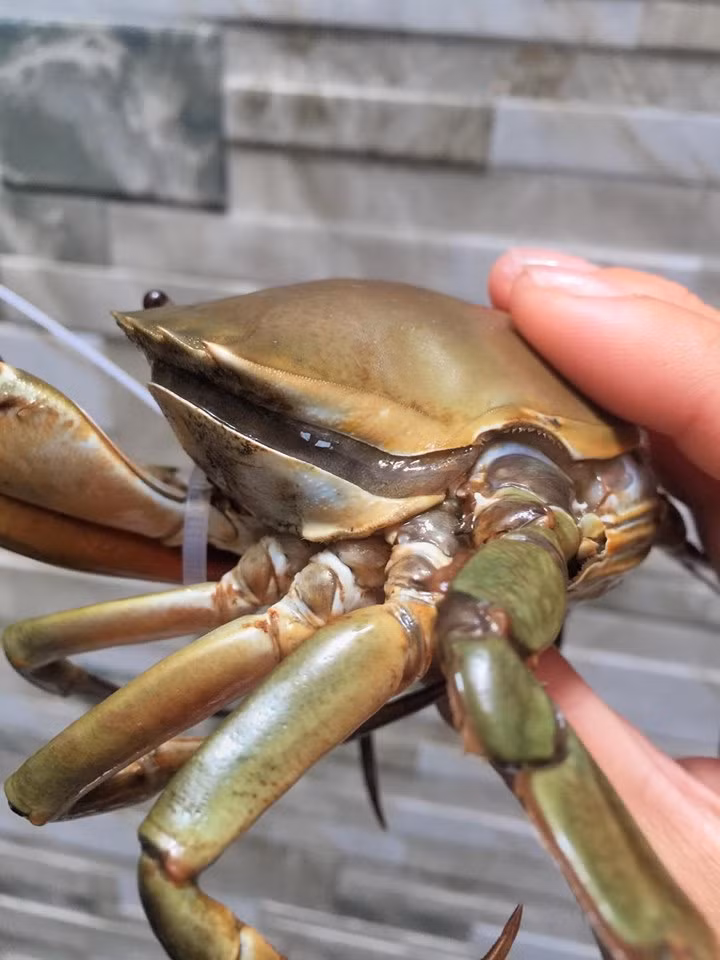 Một lý do nữa khiến cua cốm có số lượng hiếm là rất khó đánh bắt. Trong thời gian chờ lột vỏ, cua cốm hầu như không hoạt động, chỉ ở trong hang. Ảnh: Dân Việt.