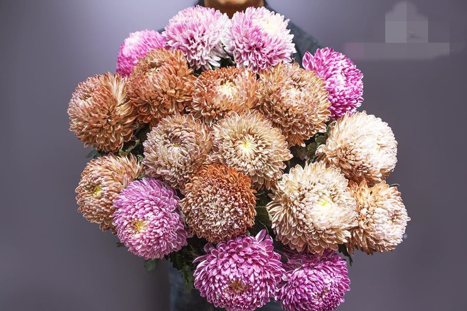 Bạn Thủy (Hà Đông, Hà Nội) cho biết đã vài lần mua cúc mẫu đơn về cắm vì thấy lạ và khá đẹp. Hoa rất to, đường kính từ 13-18cm.