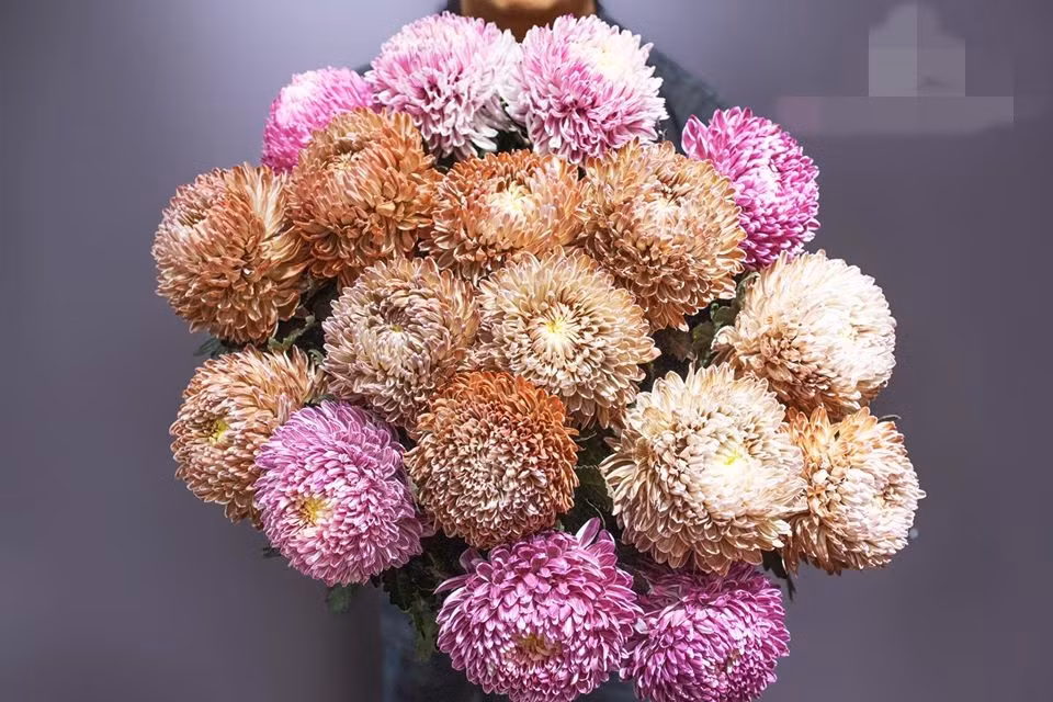 Bạn Thủy (Hà Đông, Hà Nội) cho biết đã vài lần mua cúc mẫu đơn về cắm vì thấy lạ và khá đẹp. Hoa rất to, đường kính từ 13-18cm.