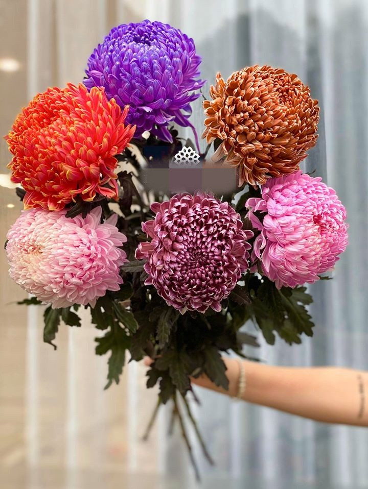 Hiện, cúc mẫu đơn đang được bán với giá từ 60.000 - 100.000 đồng/bông, tùy cửa hàng.