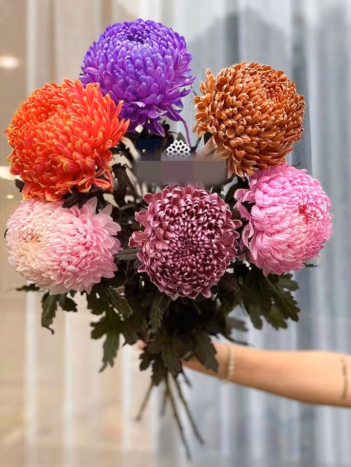 Hiện, cúc mẫu đơn đang được bán với giá từ 60.000 - 100.000 đồng/bông, tùy cửa hàng.