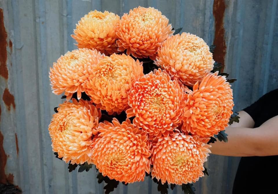 Tuy nhiên, loài cúc này có ưu điểm là chơi được rất lâu mà không cầu kỳ về chăm sóc.