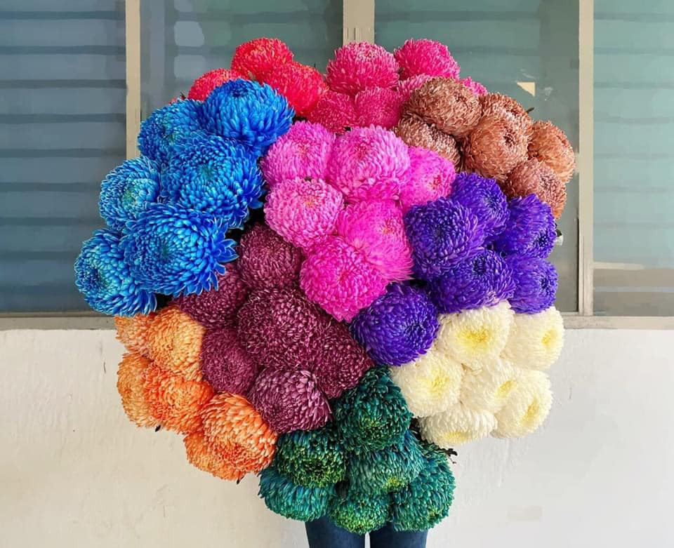 Theo chị Ly (chủ một cửa hàng hoa ở Hà Nội), cúc mẫu đơn có thể được khoảng 1 tuần đến 10 ngày nên dù giá cao nhiều chị em vẫn "xuống tiền" mua.