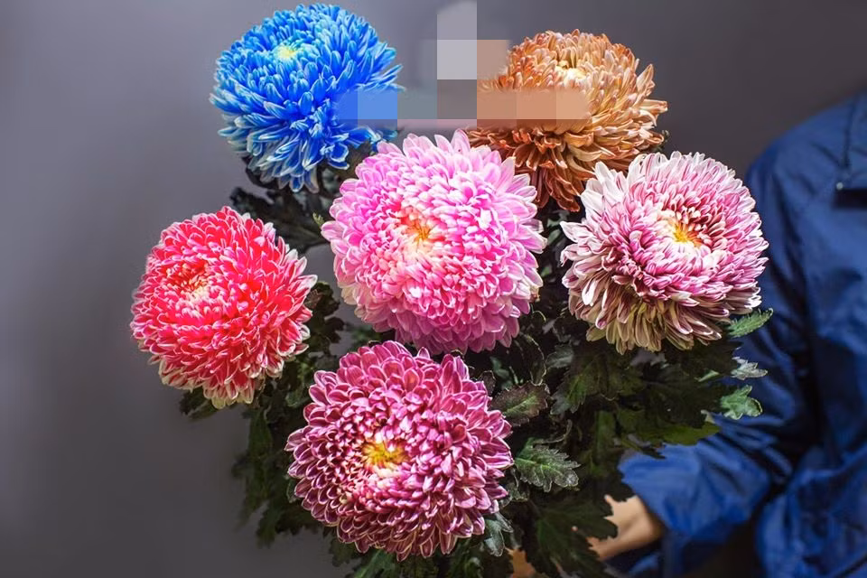 Hơn nữa, hoa lại có nhiều màu nên khi cắm cùng nhau rất độc đáo. Nguồn ảnh: Lux Flower.