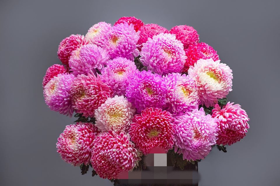 Chị Ly cho biết, vì là hoa nhập khẩu nên tiệm hoa của chị thường nhận khách đặt trước. Sau khoảng 3 ngày, hoa về thì sẽ giao khách.