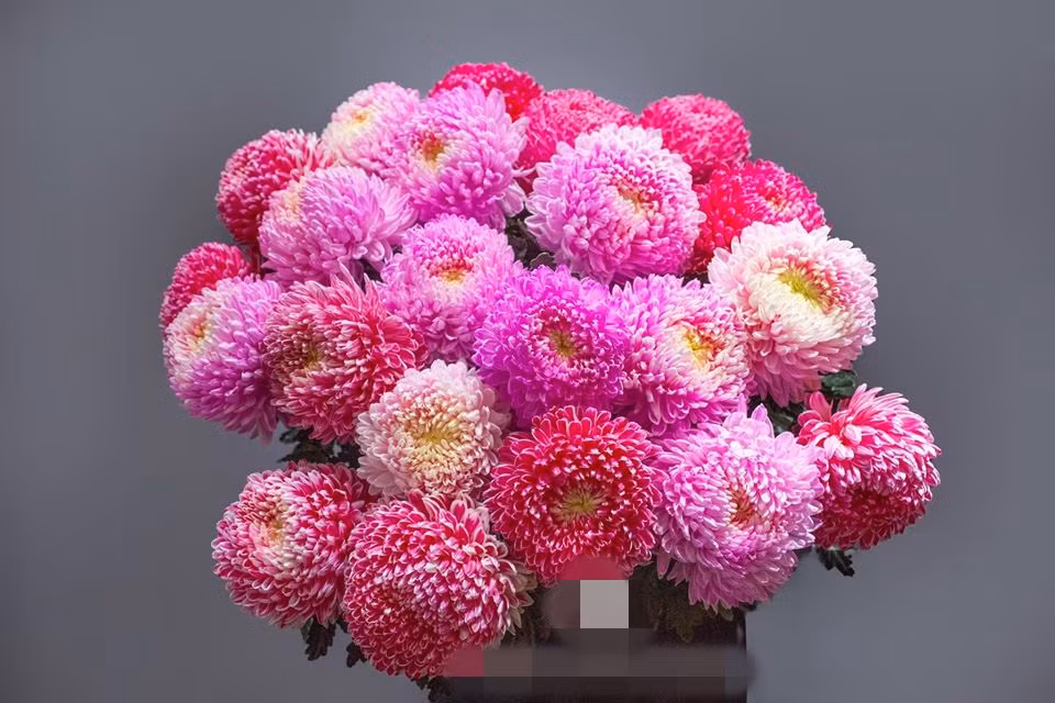 Chị Ly cho biết, vì là hoa nhập khẩu nên tiệm hoa của chị thường nhận khách đặt trước. Sau khoảng 3 ngày, hoa về thì sẽ giao khách.