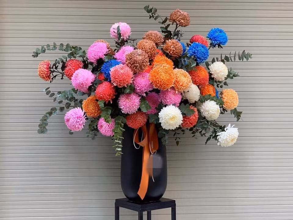 So với hoa cúc thông thường thì cúc mẫu đơn Hà Lan có giá bán cao gấp khoảng 20 lần.