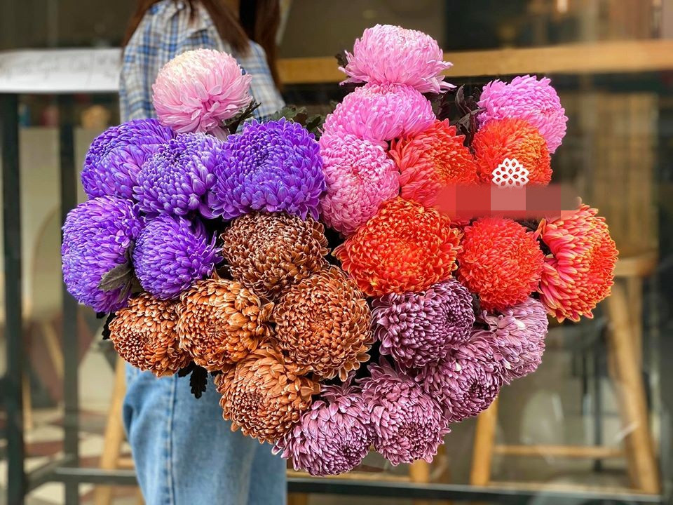 Được biết, loài cúc khổng lồ này là hoa cúc mẫu đơn, nhập khẩu từ Hà Lan.