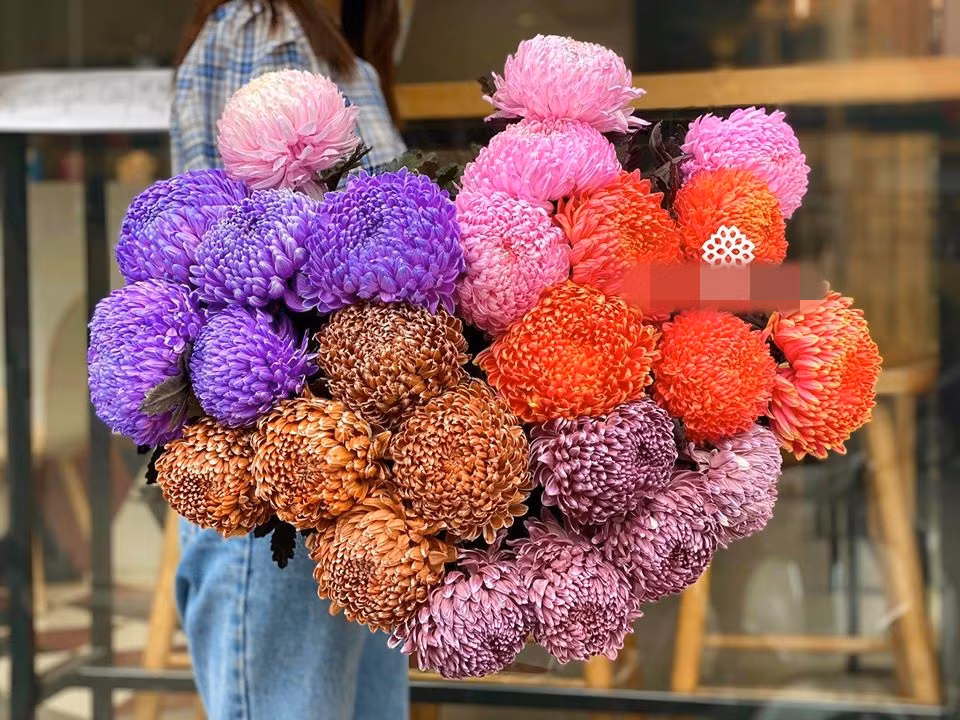 Được biết, loài cúc khổng lồ này là hoa cúc mẫu đơn, nhập khẩu từ Hà Lan.