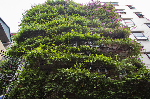 Từng lớp hoa giấy leo chồng lên nhau ôm trọn ngôi nhà. Nhờ giàn hoa giấy “khổng lồ”, ngôi nhà cũng trở nên mát mẻ hơn trong cái tiết trời nóng nực của thủ đô Hà Nội. (Ảnh: Hoàng Ngân).