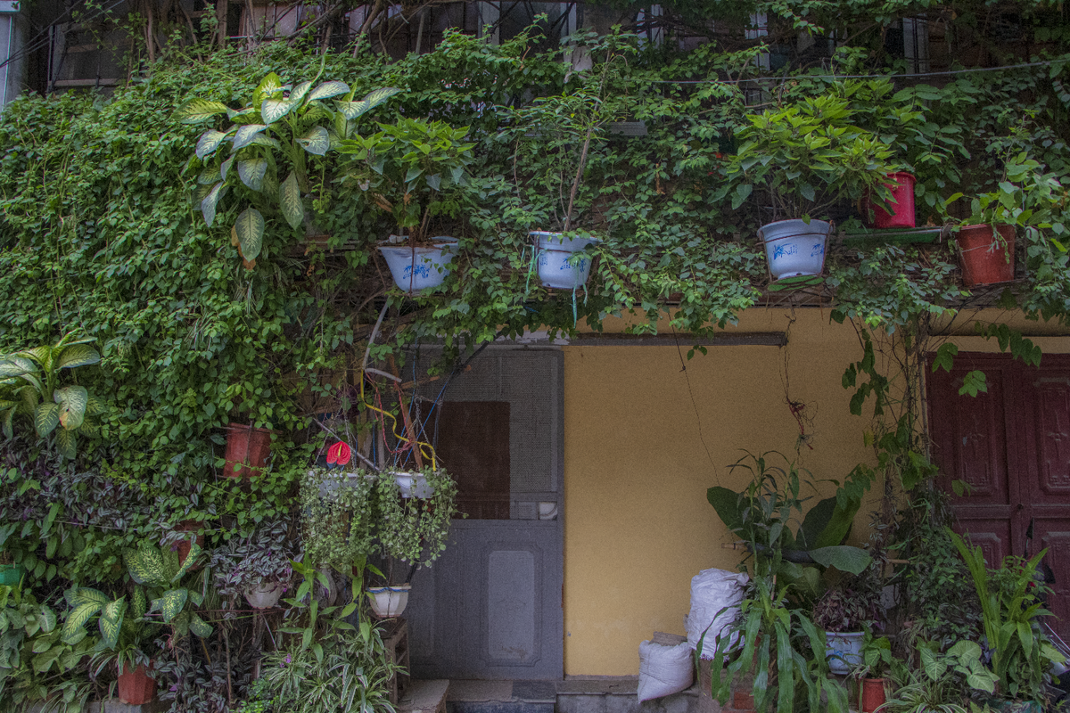 Ngoài trồng hoa giấy nhằm “nhuộm tím” khu phố thêm rực rỡ đồng thời tự làm mát cho ngôi nhà của mình, chủ nhà còn trồng thêm rất nhiều loài hoa khác để trang trí và cũng là cách thỏa mãn thú vui chăm tưới hoa của chính mình. (Ảnh: Hoàng Ngân)