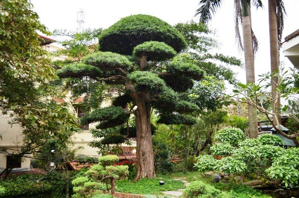 Không chỉ ngôi nhà được trồng những cây xanh mơn mởn, khu vườn của chủ nhà cũng có vô vàn loại cây được trồng theo bố cục hài hòa, nghệ thuật như một khu du lịch sinh thái thu nhỏ. (Ảnh: Người lao động)