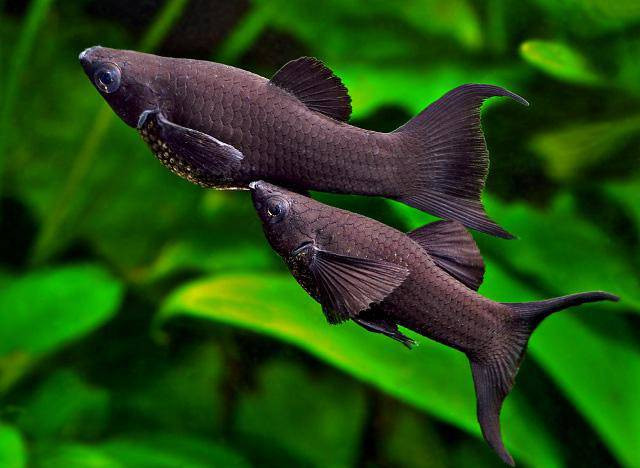 Nuoi 10 loai ca canh nay trong nha de tan tai tan loc tien ua ve nhu nuoc-Hinh-2