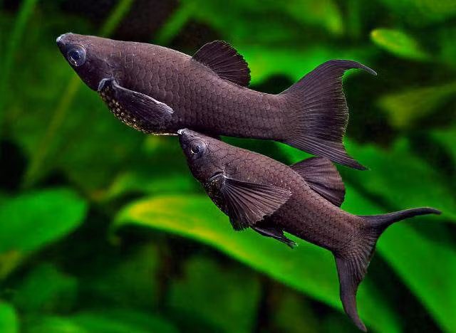 Nuoi 10 loai ca canh nay trong nha de tan tai tan loc tien ua ve nhu nuoc-Hinh-2