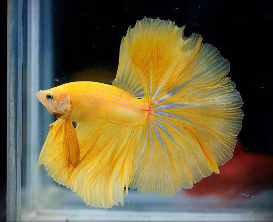 Nuoi 10 loai ca canh nay trong nha de tan tai tan loc tien ua ve nhu nuoc