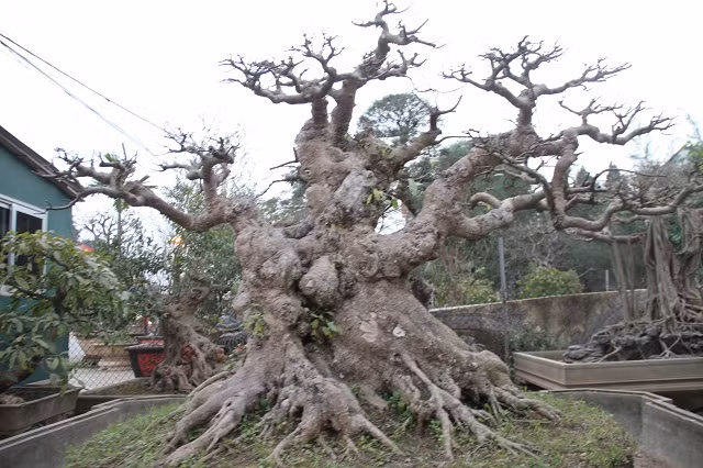 Tác phẩm có chiều cao 1,7m, đường kính gốc 0,7m, bộ rễ tỏa đều các hướng như cây cổ thụ ngoài tự nhiên. Ảnh: Vanhien.