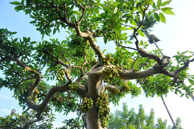 Cây có dáng lão, cao khoảng 3m, từ ngọn vươn ra 5 cành nhánh trông khá đẹp mắt và ấn tượng. Ảnh: Giadinhnet. Video: Đại gia Việt lùng sục cá ‘khủng long 6 sừng’. Nguồn: VTC14