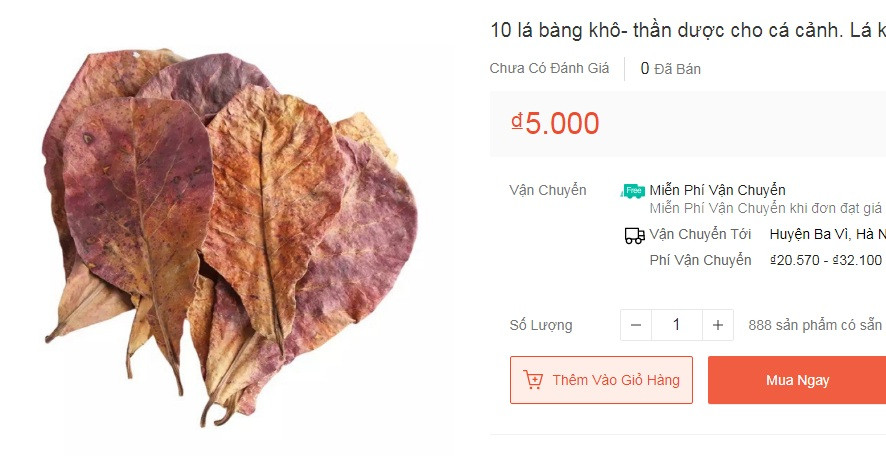 Khách hàng mua lá bàng khô là người chơi cá cảnh, dùng để tạo màu, ngăn ngừa một số vi khuẩn và các loại nấm trên cá rồng và các loài cá ưa nước mềm như cá dĩa, cá thìa lìa".