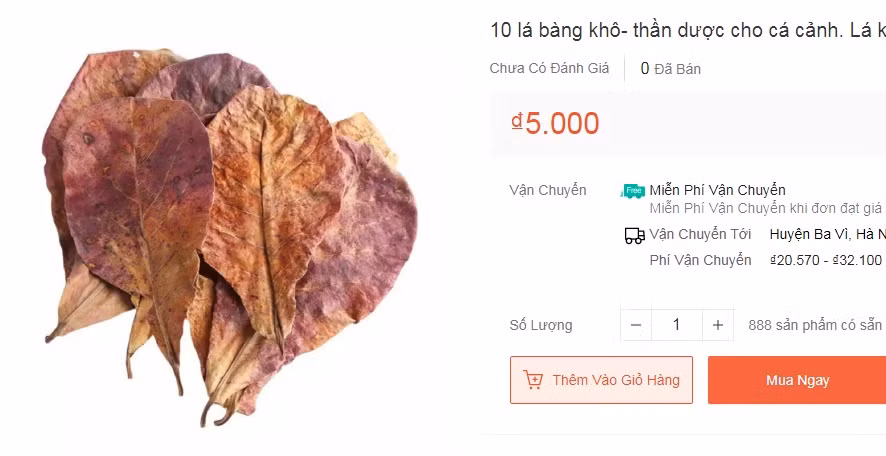 Khách hàng mua lá bàng khô là người chơi cá cảnh, dùng để tạo màu, ngăn ngừa một số vi khuẩn và các loại nấm trên cá rồng và các loài cá ưa nước mềm như cá dĩa, cá thìa lìa".