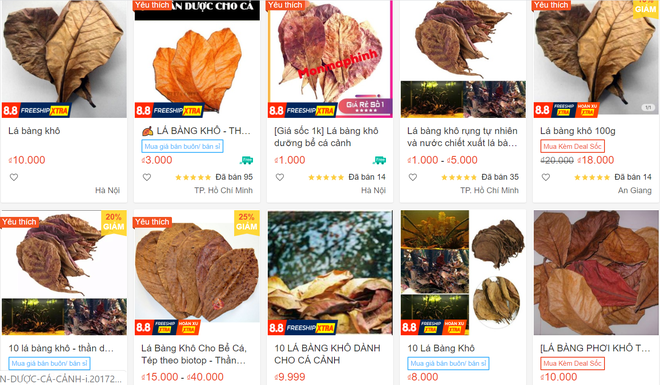 Trước đó, dư luận cũng bất ngờ với những chiếc lá bàng khô được rao bán rầm rộ trên các trang thương mại điện tử với giá 1.000 đồng/lá, nếu mua nhiều sẽ được giảm giá.