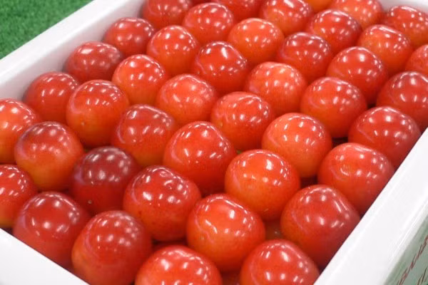 Trái cherry Nhật có màu đỏ tươi, trái nhỏ, mùa vụ dịp giữa hè. Ảnh: Kyodonews