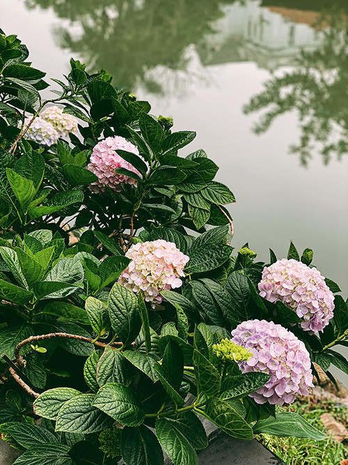 Cẩm tú cầu là loài hoa mà Tú Anh yêu thích nhất ở khu vườn sau nhà. Ảnh: FBNV.