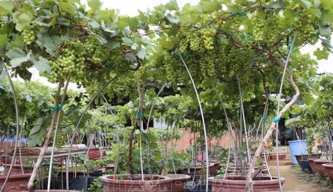 Với số lượng gần 50 chùm quả, chậu nho kiểng này được xếp vào hàng "siêu phẩm". Ảnh: TTXVN.