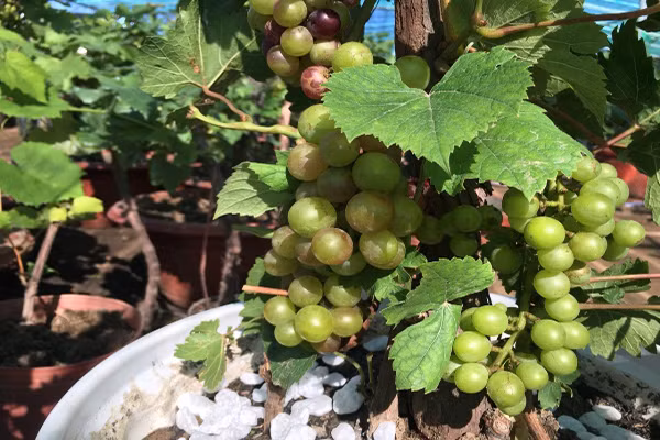 Mỗi chậu nho kiểng có giá dao động từ 3-10 triệu đồng. Ảnh: Plo